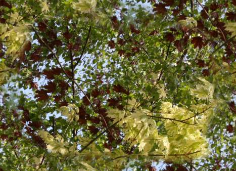 Spring Tree Leaves and Foliage Repeating Background