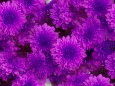 Ultraviolet Flowers Seamless Background 