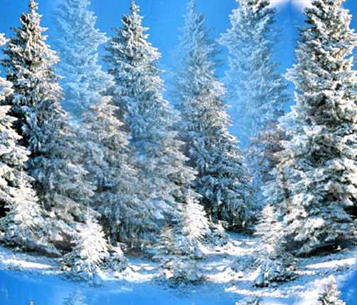 Winter Wonderland Pine Snow Forest Seamless Background Tile
