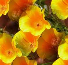 Yellow Flowers Seamless Background Tile