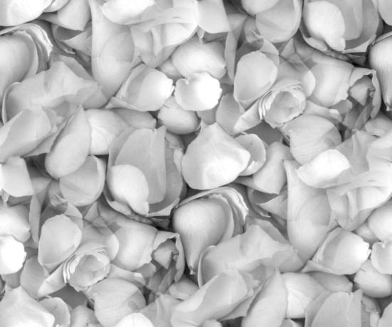 Black and white rose petals seamless texture
