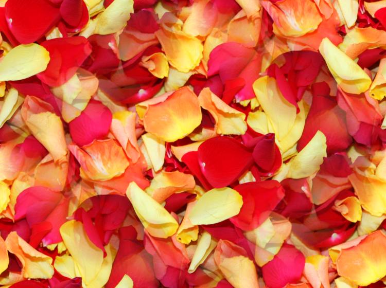 Colorful rose petals seamless repeating fill tile