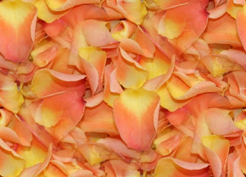 Orange rose petals seamless repeating background