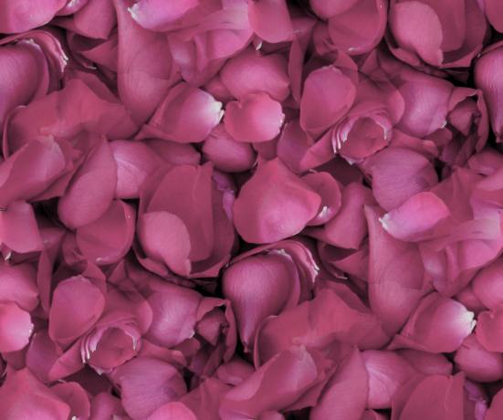 Pink rose petals dark seamless fill