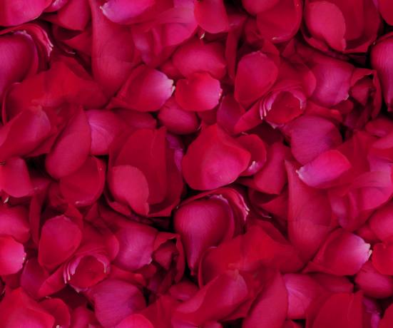 Deep pink rose petals seamless repeating background texture