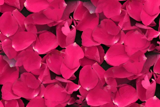 Pink rose petals on black seamless repeating background fill