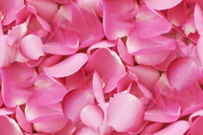 Light rose petals seamless repeating background