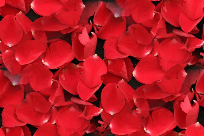 Red rose petals on black seamless repeating background fill