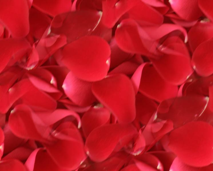 Red rose petals soft large seamless repeating background