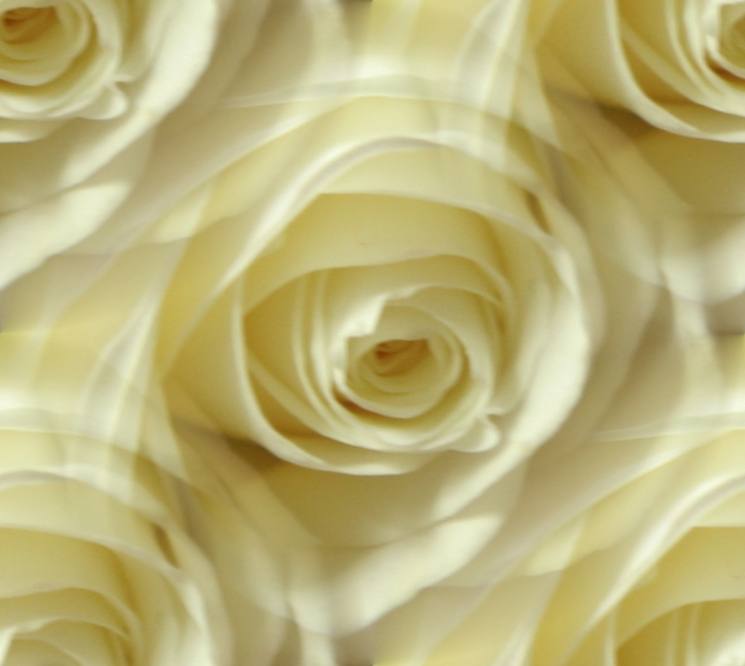 White rose dreamy seamless repeating background
