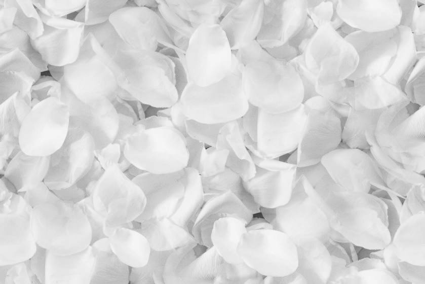 White rose petals in black and white seamless repeating background fill tile texture