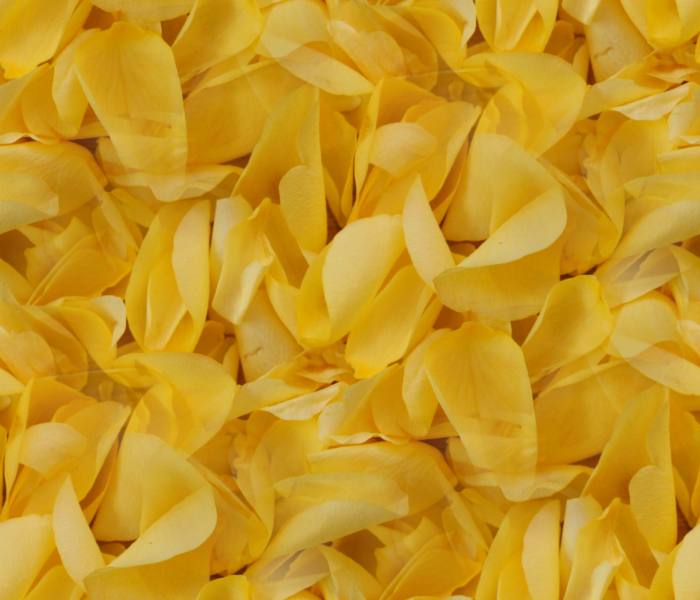 Yellow rose petals seamless repeating background