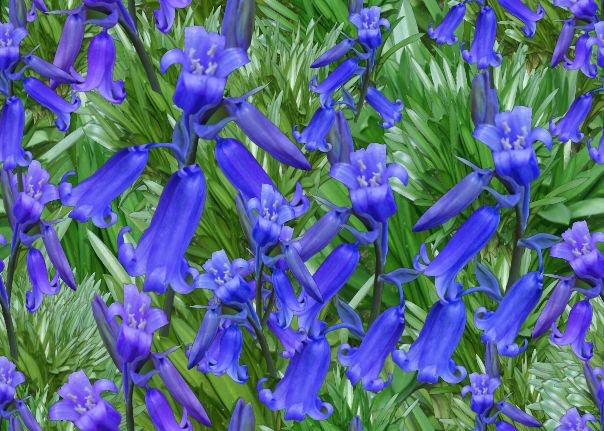 Large Bluebells Seamless Repeating Background Image