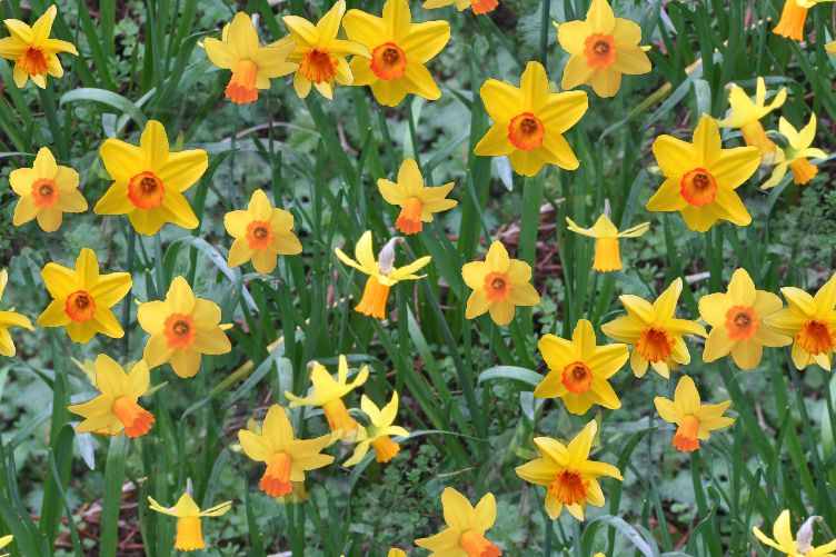Natural daffodils seamless background image