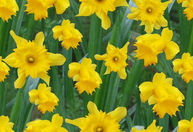 Golden Daffodils Seamless Repeating Background Image