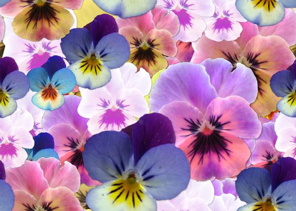 Pansies Seamless Repeating Background Image