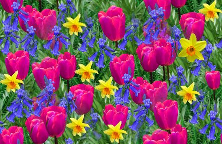 Spring Flowers Pink Tulips Seamless Repeating Background Image 