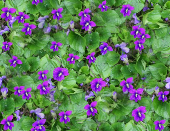 Violets Spring Seamless Repeating Background Image