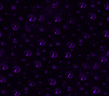 Ultraviolet night rain seamless repeating background image